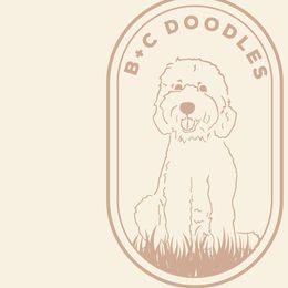 Goldendoodles from B+C Doodles