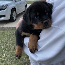 Rottweiler Puppies from Nevins Rottweilers