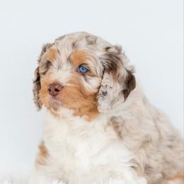 Missy - Brown merle female Aussiedoodle puppy in Cortez, Colorado from Sassy Pants Pups