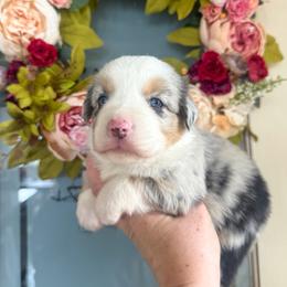 Southern🌊 - Blue merle female Miniature Australian Shepherd puppy in Granbury, Texas from Triple Cross Doodles