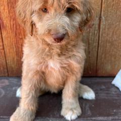 Bordoodle Puppies from JM Lazy S Doodles