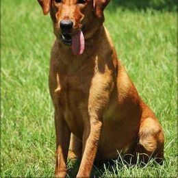 Luci - Labrador Retriever