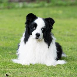 Nye - Border Collie