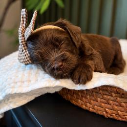 Sierra - Chocolate female Goldendoodle puppy in Van Alstyne, Texas from Forest Haven Doodle Co.