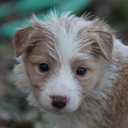 Gold female 2 - Gold female Border Collie puppy in Tylertown, Mississippi from Cool Meadow Farms