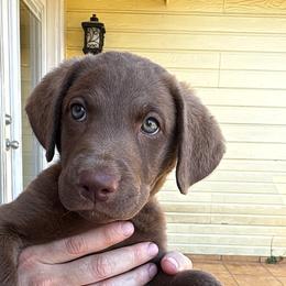 Chesapeake Bay Retriever Puppies from Cedar Ridge Chessies