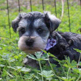 Boy 1 Salt and Pepper - Salt and pepper male Miniature Schnauzer puppy in Spring Hill, Florida from Suncoast Miniature Schnauzers