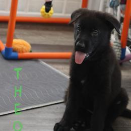 Theo-Adore - Black male German Shepherd puppy in De Land, Florida from 3B’s Animal Artistry