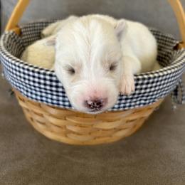 Orange - White female Siberian Husky puppy in Hiram, Ohio from Nyzen Farms