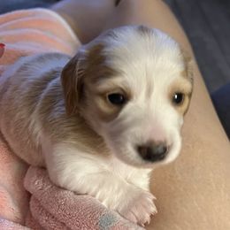 Boy1 - Piebald male Dachshund puppy in Gulfport, Mississippi from Susan's Dachshunds
