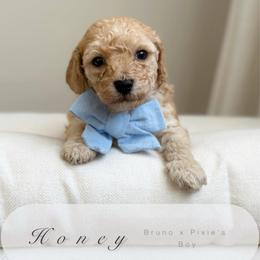 Honey - Apricot male Poodle puppy in Charlotte, North Carolina from Bruno & Co. Puppies