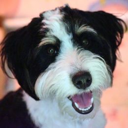 Star - Bernedoodle
