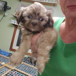Girl liver people backed out. Ready now - Liver female Shih Tzu puppy in Missouri from Farm Animal Mommy Shih tzu's Michalek Dog Breeder