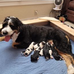 Bernedoodle Puppies from Bernedoodles By Faith