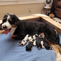 Bernedoodle Puppies from Bernedoodles By Faith