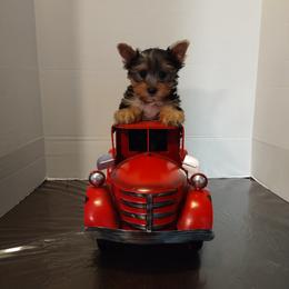 Yorkshire Terrier Puppies from Luvayorkie&more