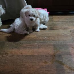 Shorty - White and tan male Maltese puppy in Four Oaks, North Carolina from .Havenkennels.Net