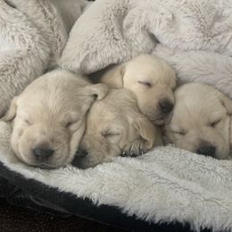 Golden Retriever and Labrador Retriever Puppies from Stephanie Dellrie