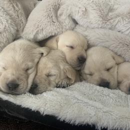 Golden Retriever and Labrador Retriever Puppies from Stephanie Dellrie