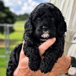 Girl 1 - Black and white female Cavapoo puppy in Courtland, Alabama from Ponderosa Frenchies and Cavapoo’s