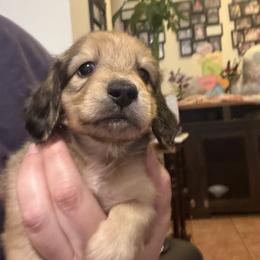 Shades - Cream male Dachshund puppy in Deland, Florida from Island Farms Dachshunds Florida