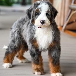 Marley (socialization program graduate) - Merle male Bernedoodle puppy in Dundee, Ohio from Down Home Doodle