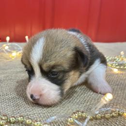 Jovi - Sable female Pembroke Welsh Corgi puppy in Fayetteville, Tennessee from Sulphur Springs Corgis
