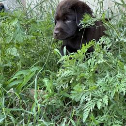 Labrador Retriever Puppies from Tag Hollow