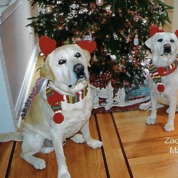 Labrador Retrievers from Clifton's Cove