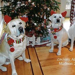Labrador Retrievers from Clifton's Cove