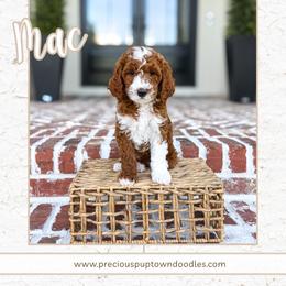 Mac - Red  male Goldendoodle puppy in Bell Buckle, Tennessee from Precious Puptown Doodles