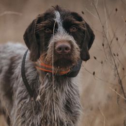 German Wirehaired Pointers from Bonniedale Upland Hunters