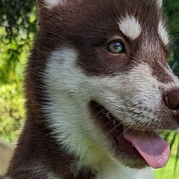 Copper - Red and white Siberian Husky puppy in Bradenton, Florida from Island Huskies of Bradenton