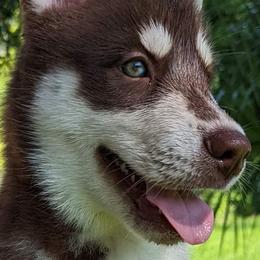 Copper - Red and white Siberian Husky puppy in Bradenton, Florida from Island Huskies of Bradenton