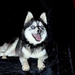 Jewel - Pomsky