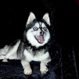 Jewel - Pomsky