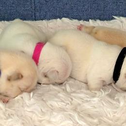 French Bulldog Puppies from Diamond Dreams French Bulldogs
