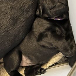 Labrador Retriever Puppies from ReiMur Labradors