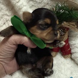 Male 2 - Black and tan male Yorkshire Terrier puppy in Lexington, North Carolina from Silver Valley Yorkies