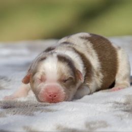 Harvest - Red merle male Miniature American Shepherd puppy in Stephenville, Texas from Diamond H Aussies