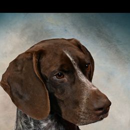 German Shorthaired Pointer All Grown Up from Majestik Kennels