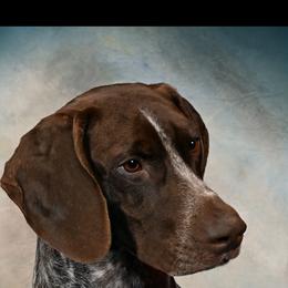 German Shorthaired Pointer All Grown Up from Majestik Kennels