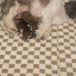 Shih Tzu Puppies from Wood Foo Breeders