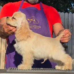 Chase - Buff male Cocker Spaniel puppy in Rialto, California from Arquivolta Kennel
