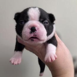 Cooper - Black brindle and white male Boston Terrier puppy in Billings, Missouri from Azaleas Euro Boxers & Boston Terriers
