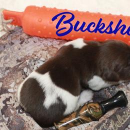 Buckshot - Brown and white male Kleine Munsterlander puppy in New Lenox, Illinois from Prairie State Kennel