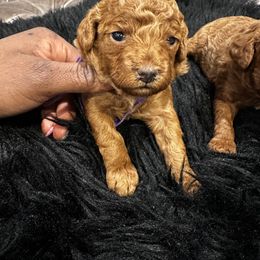 Poodle Puppies from CashEuro Poodles