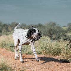 Pointers from Single Malt Kennels