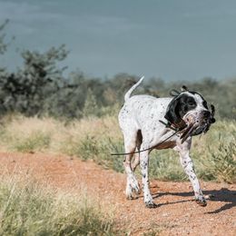 Pointers from Single Malt Kennels