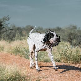 Pointers from Single Malt Kennels
